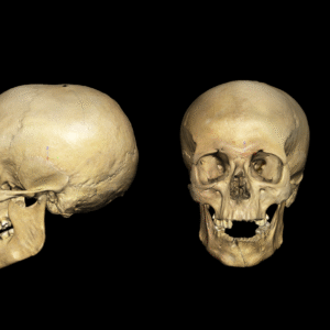 A 3D scan of a skull