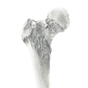 A closeup on a pencil drawing of a femur