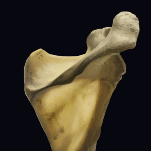 A digital illustration of a scapula