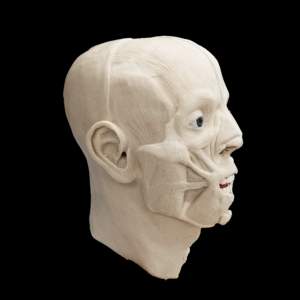 A wax model of a human head with facial muscles showing